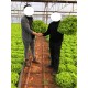 Sürpriz Kıvırcık Marul Fidesi 